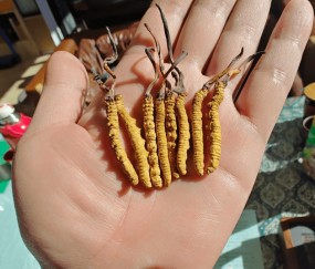 南宫官方网站-年销20万根的冬虫夏草竟是胶水拼的！工作人员：买的好胶水，吃下去没有事