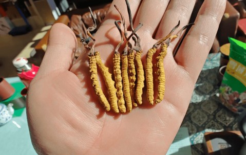 南宫官方网站-年销20万根的冬虫夏草竟是胶水拼的！工作人员：买的好胶水，吃下去没有事